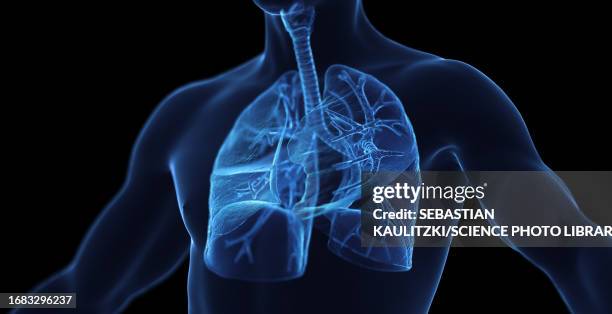 bildbanksillustrationer, clip art samt tecknat material och ikoner med male respiratory system, illustration - lunga