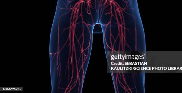 male leg veins, illustration - human vein stock illustrations