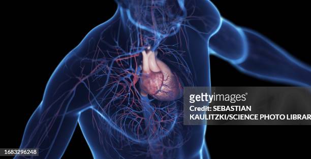 male cardiovascular system, illustration - 毛細血管点のイラスト素材／クリップアート素材／マンガ素材／アイコン素材