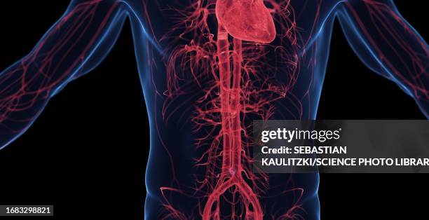 ilustraciones, imágenes clip art, dibujos animados e iconos de stock de male abdominal cardiovascular system, illustration - miocardio