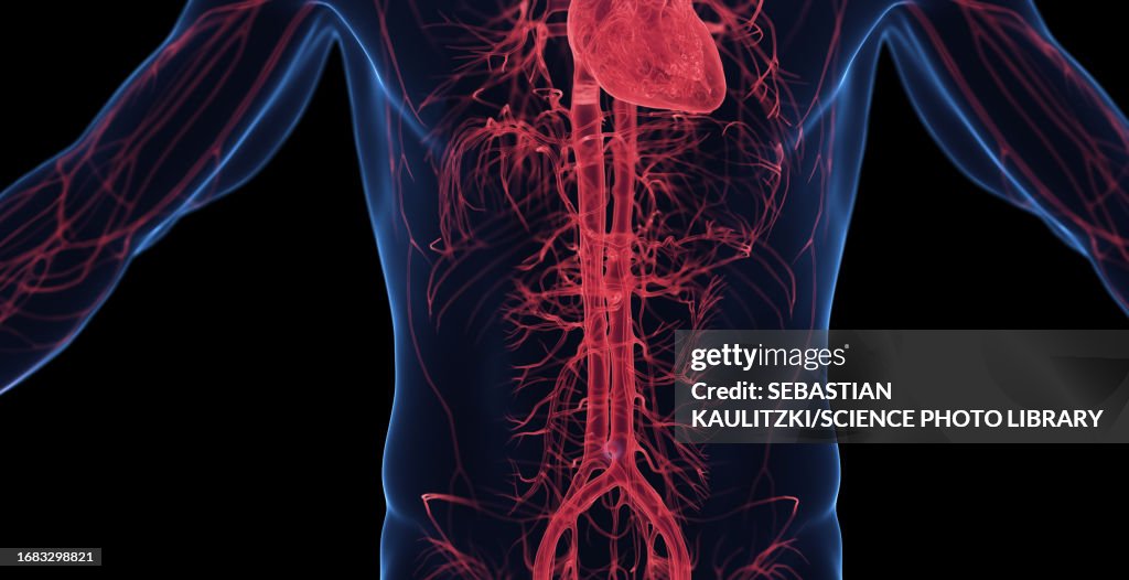 Male abdominal cardiovascular system, illustration
