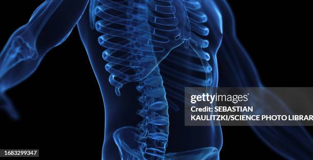 male skeletal system, illustration - vertebrae stock illustrations