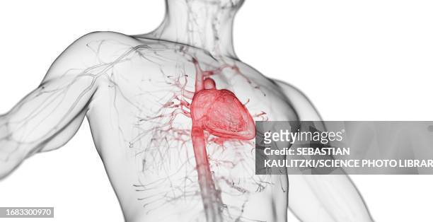 male heart, illustration - human vein stock illustrations