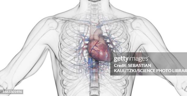 male heart, illustration - coronary artery点のイラスト素材／クリップアート素材／マンガ素材／アイコン素材