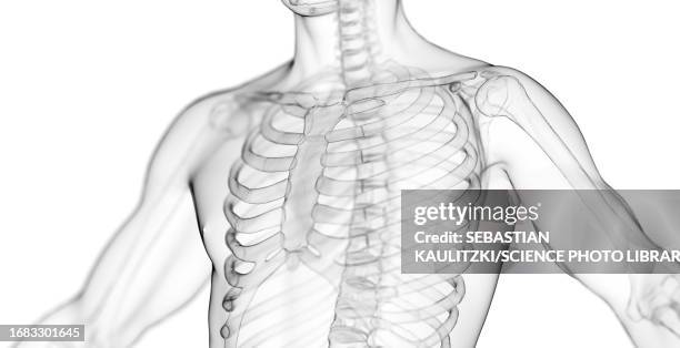 male ribcage and spine, illustration - human rib cage stock illustrations