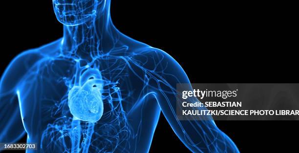 male cardiovascular system, illustration - coronary artery点のイラスト素材／クリップアート素材／マンガ素材／アイコン素材