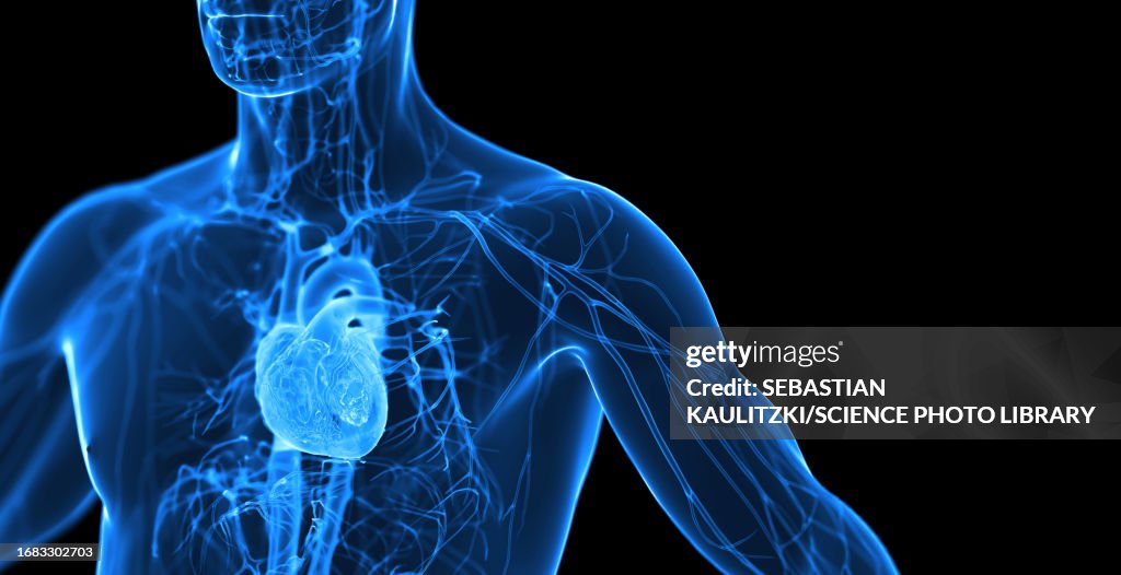 Male cardiovascular system, illustration