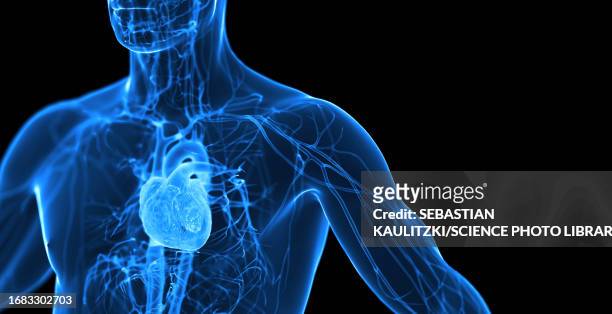 male cardiovascular system, illustration - human vein stock illustrations