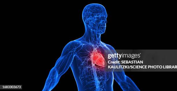 stockillustraties, clipart, cartoons en iconen met male cardiovascular system, illustration - haarvat