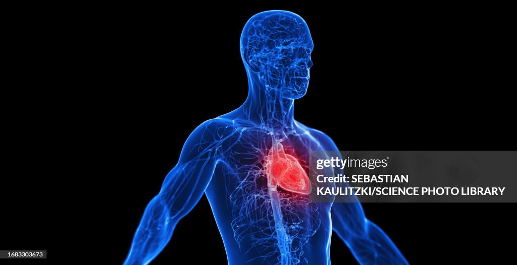 Male cardiovascular system, illustration