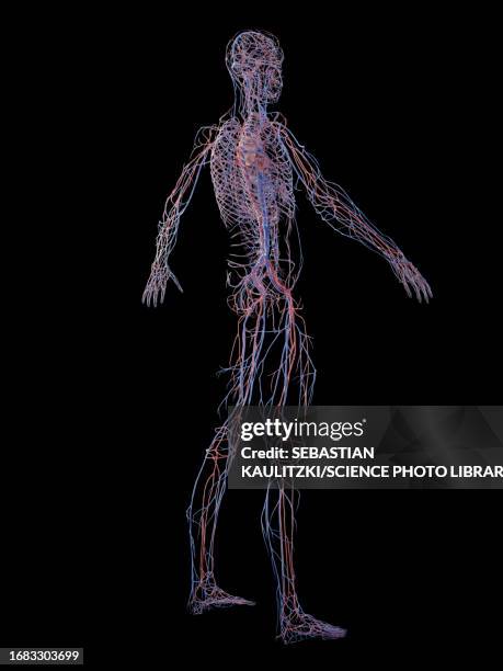 male cardiovascular system, illustration - 毛細血管点のイラスト素材／クリップアート素材／マンガ素材／アイコン素材