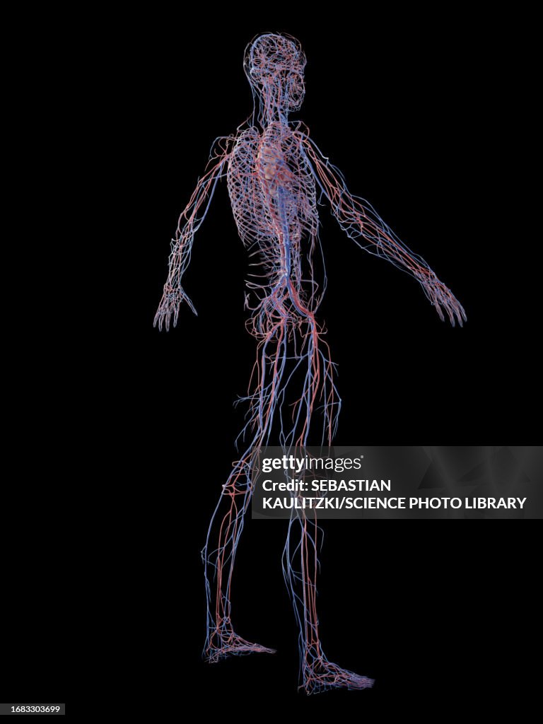 Male cardiovascular system, illustration