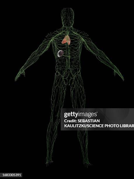 male immune system, illustration - thymus stock illustrations