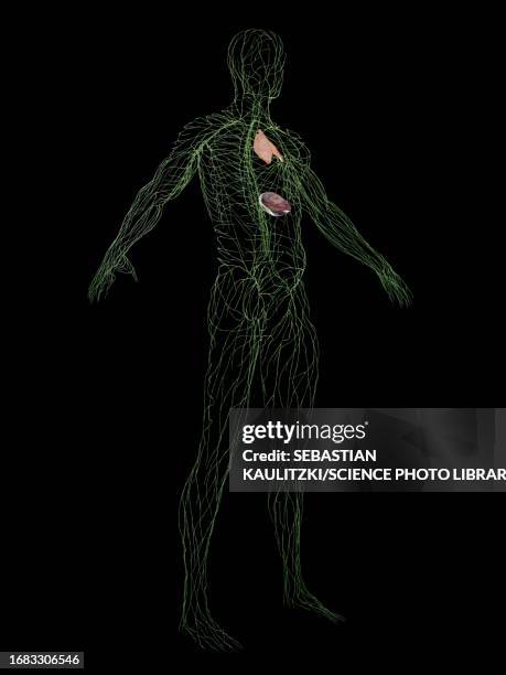 illustrazioni stock, clip art, cartoni animati e icone di tendenza di male immune system, illustration - sistema linfatico