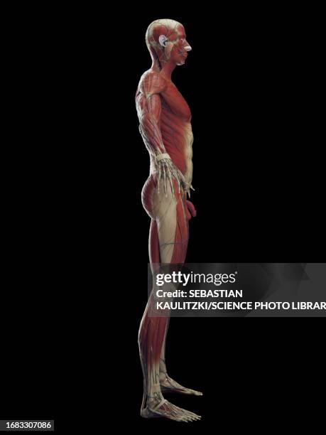 male muscular system, illustration - quadriceps muscle stock illustrations