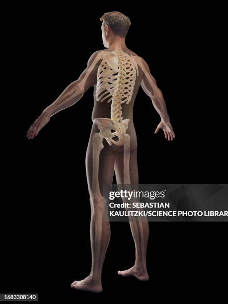 Human Ribs Man 3,174 Male Rib Cage Stock Photos, High-Res Pictures, and Images - Getty ...