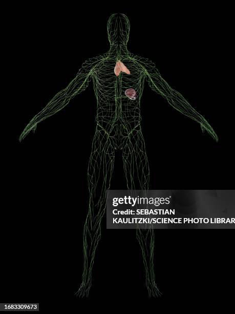 male immune system, illustration - thymus stock illustrations