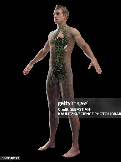 male immune system, illustration - thymus stock illustrations