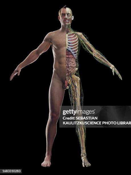 male internal organs, illustration - rib cage stock illustrations