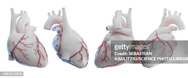heart, illustration - human vein stock illustrations