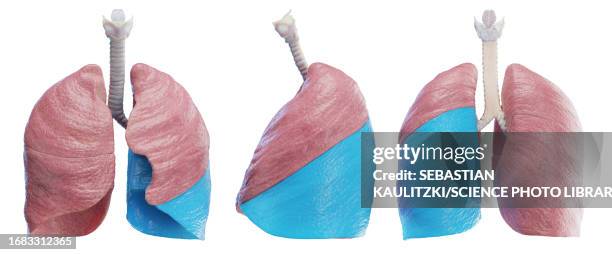 left lung, illustration - lobe stock illustrations