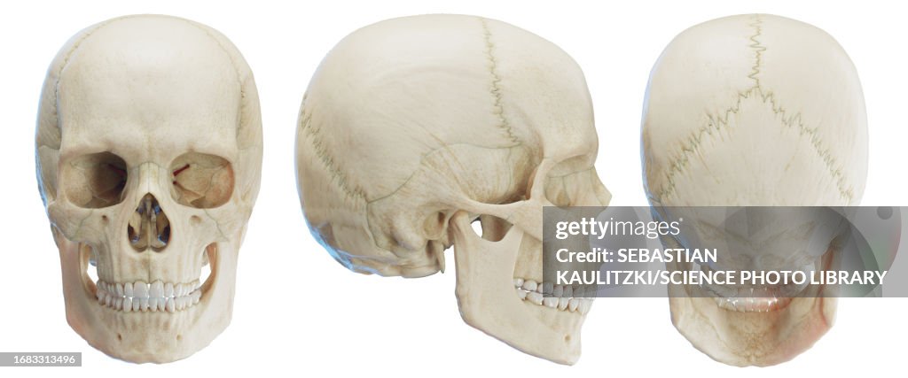 Skull, illustration