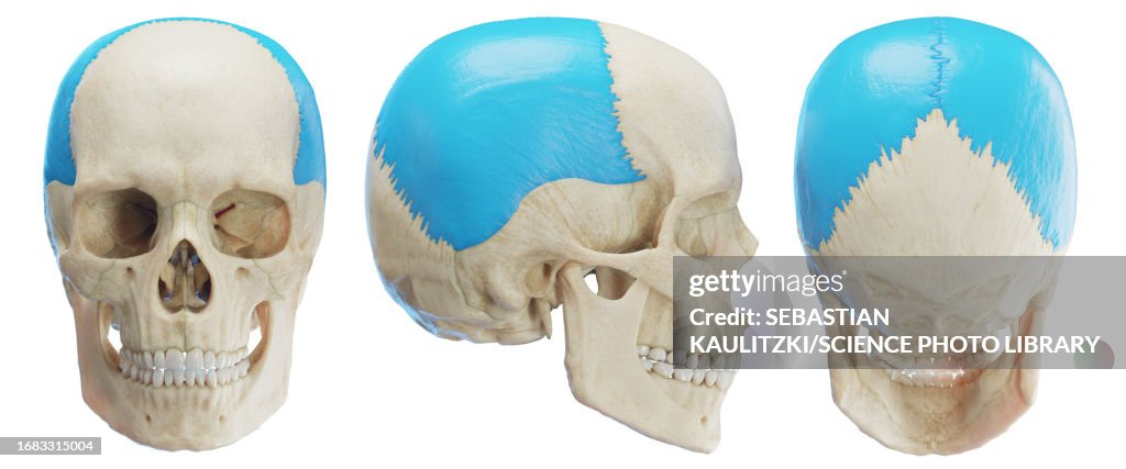 Parietal bone, illustration