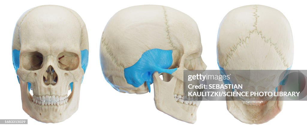 Temporal bone, illustration