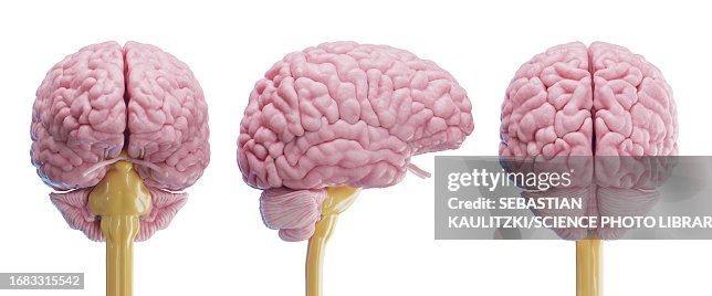 Brain, illustration Brain, illustration