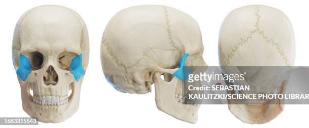 zygomatic bone, illustration - human head stock illustrations
