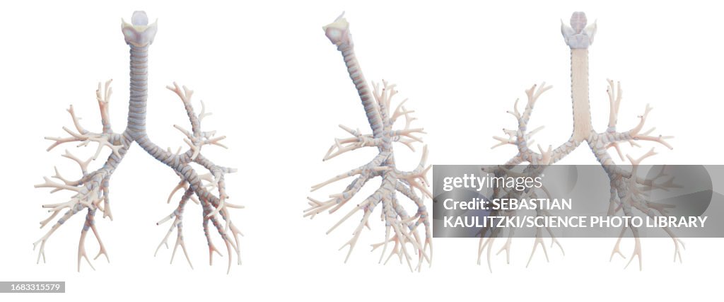 Bronchi, illustration