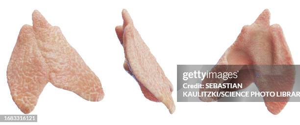 thymus, illustration - thymus stock illustrations