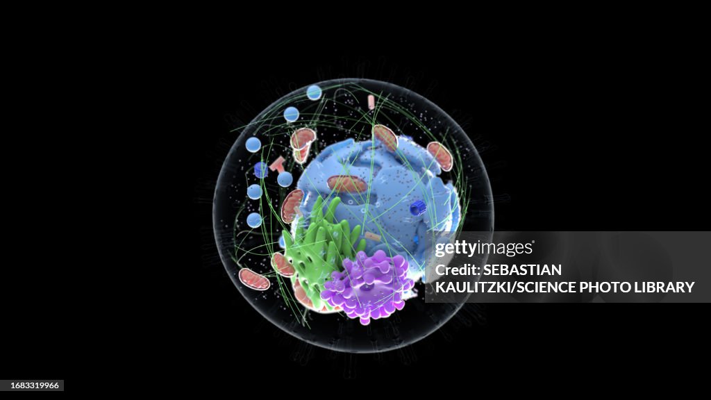 Cell Graphi Human Cell Illustration High-Res Vector Graphic - Getty Images
