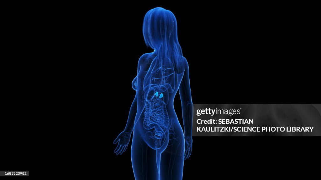 Adrenal Glands Illustration High Biology Diagrams