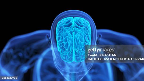 human brain, illustration - mind body stock illustrations