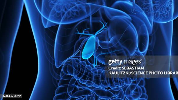 stockillustraties, clipart, cartoons en iconen met gallbladder, illustration - galblaas