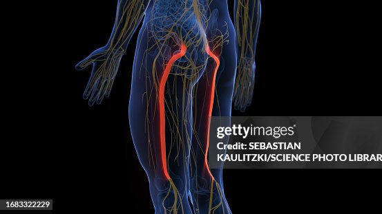 Sciatic Nerve Illustration High Biology Diagrams
