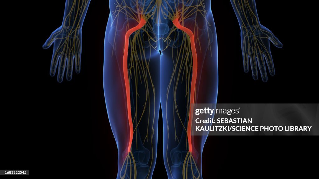 Sciatic Nerve Illustration High Biology Diagrams