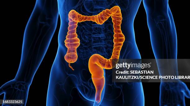peristaltic movement of the colon, illustration - peristalsis stock illustrations