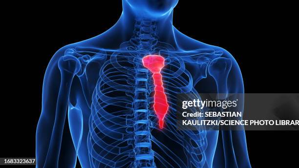 Sternal Reflection 2,163 Sternum Anatomy Stock Photos, High-Res Pictures, and Images ...