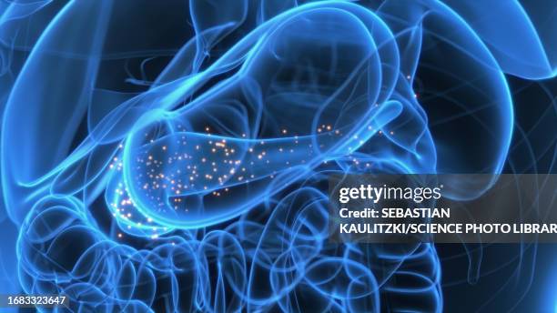 hormones produced by the pancreas, illustration - insulin stock illustrations