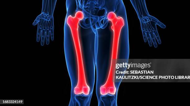 femur, illustration - femur stock-grafiken, -clipart, -cartoons und -symbole