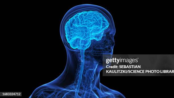 human brain, illustration - neuron body stock illustrations