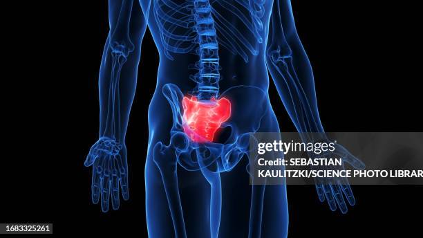 sacrum, illustration - sacrum stock illustrations