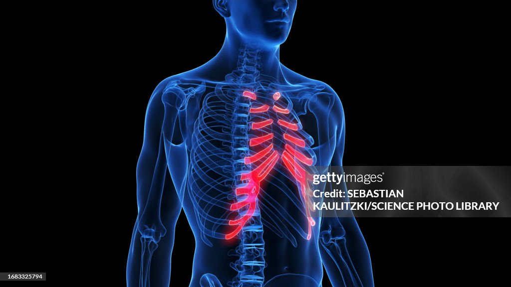 Sternal Reflection Sternal Cartilage Illustration High-Res Vector Graphic - Getty Images