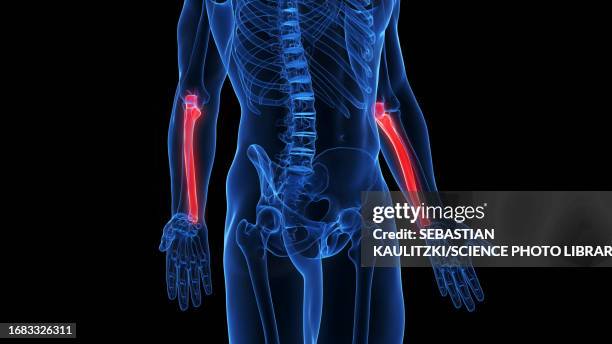 ulna, illustration - ulna stock illustrations