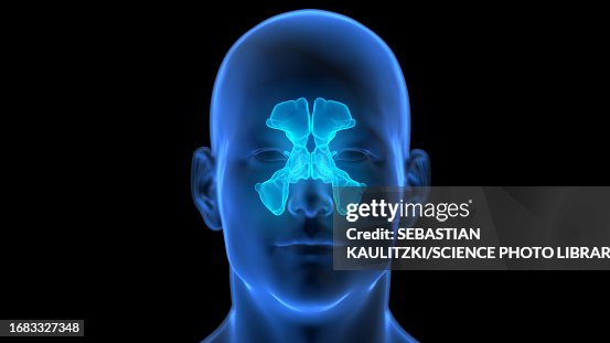 Sinuses Animation Sinuses Illustration High-Res Vector Graphic - Getty Images