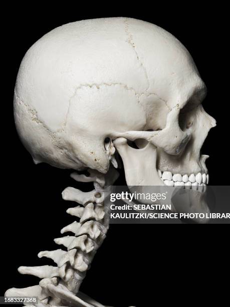 human skull, illustration - human spine stock illustrations