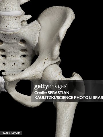 Hip Joint Illustration High Biology Diagrams