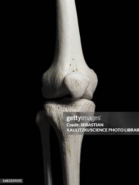 Tibia Fibula Anatomy Photos and Premium High Res Pictures - Getty Images